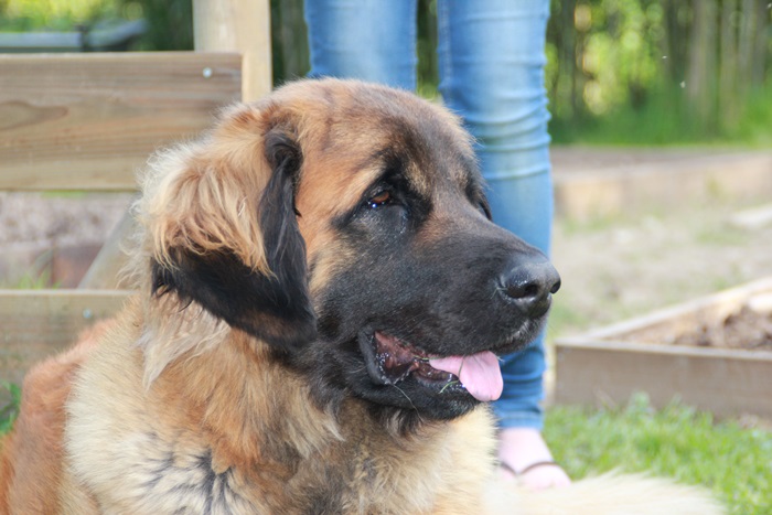 Publication : des Terres de Brière Auteur : BELLARD Nathalie
