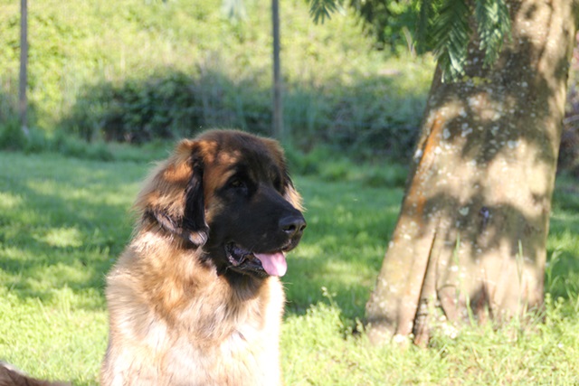 Publication : des Terres de Brière Auteur : BELLARD Nathalie
