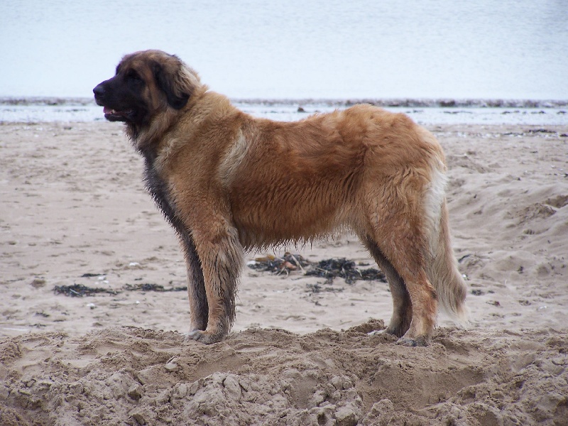 Publication : des Terres de Brière Auteur : Mr & Mme Bellard