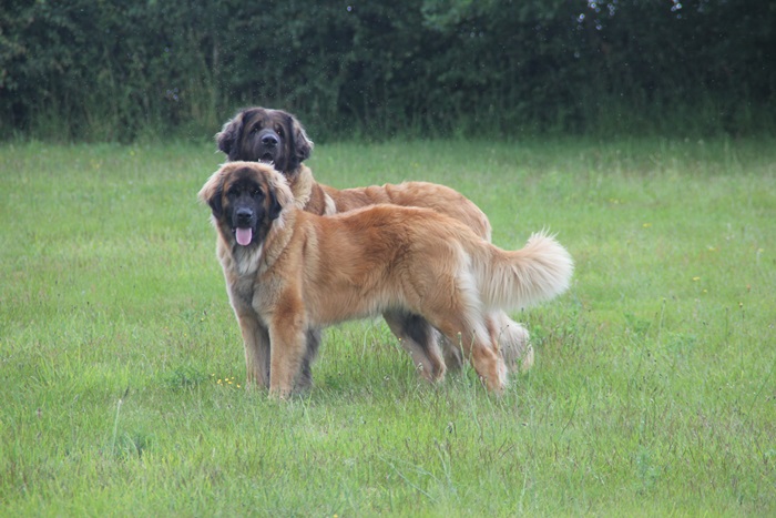Publication : des Terres de Brière Auteur : BELLARD Nathalie