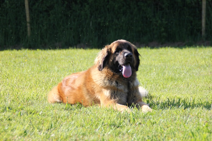 Publication : des Terres de Brière Auteur : BELLARD Nathalie