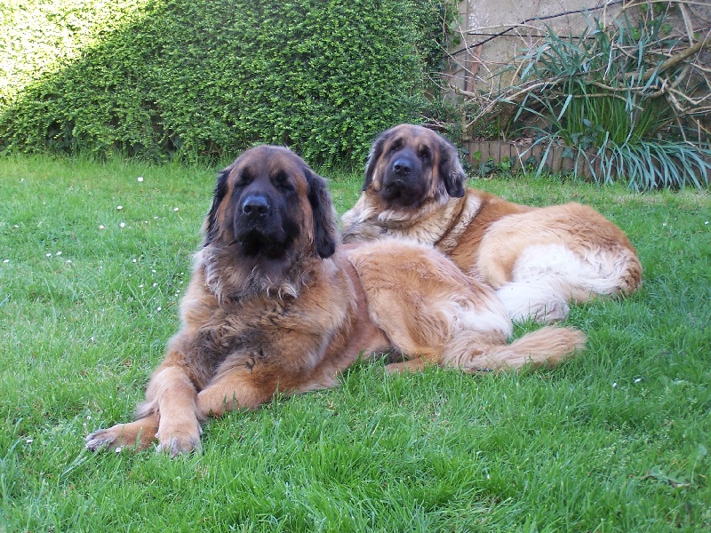 Publication : des Terres de Brière Auteur : Mr & Mme Bellard