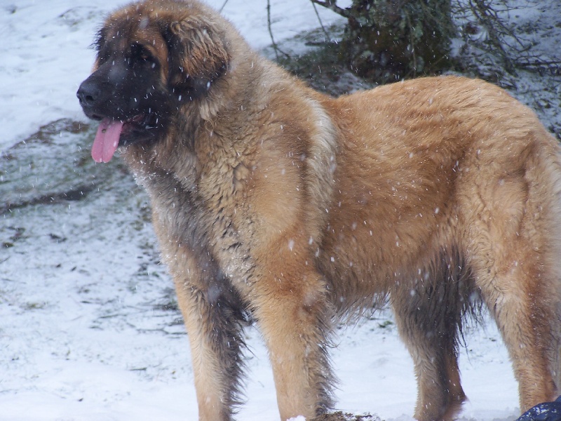 Publication : des Terres de Brière Auteur : Mr & Mme Bellard