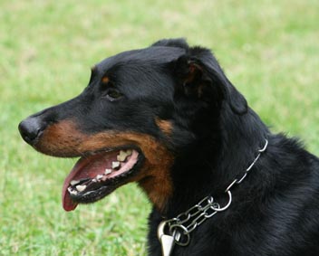 Publication : du Trefle Noir Auteur : Laurence BARTHELEMY