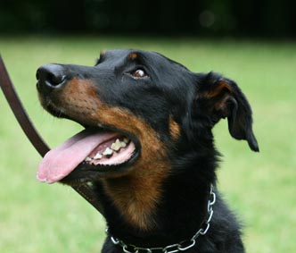 Publication : du Trefle Noir Auteur : Laurence BARTHELEMY