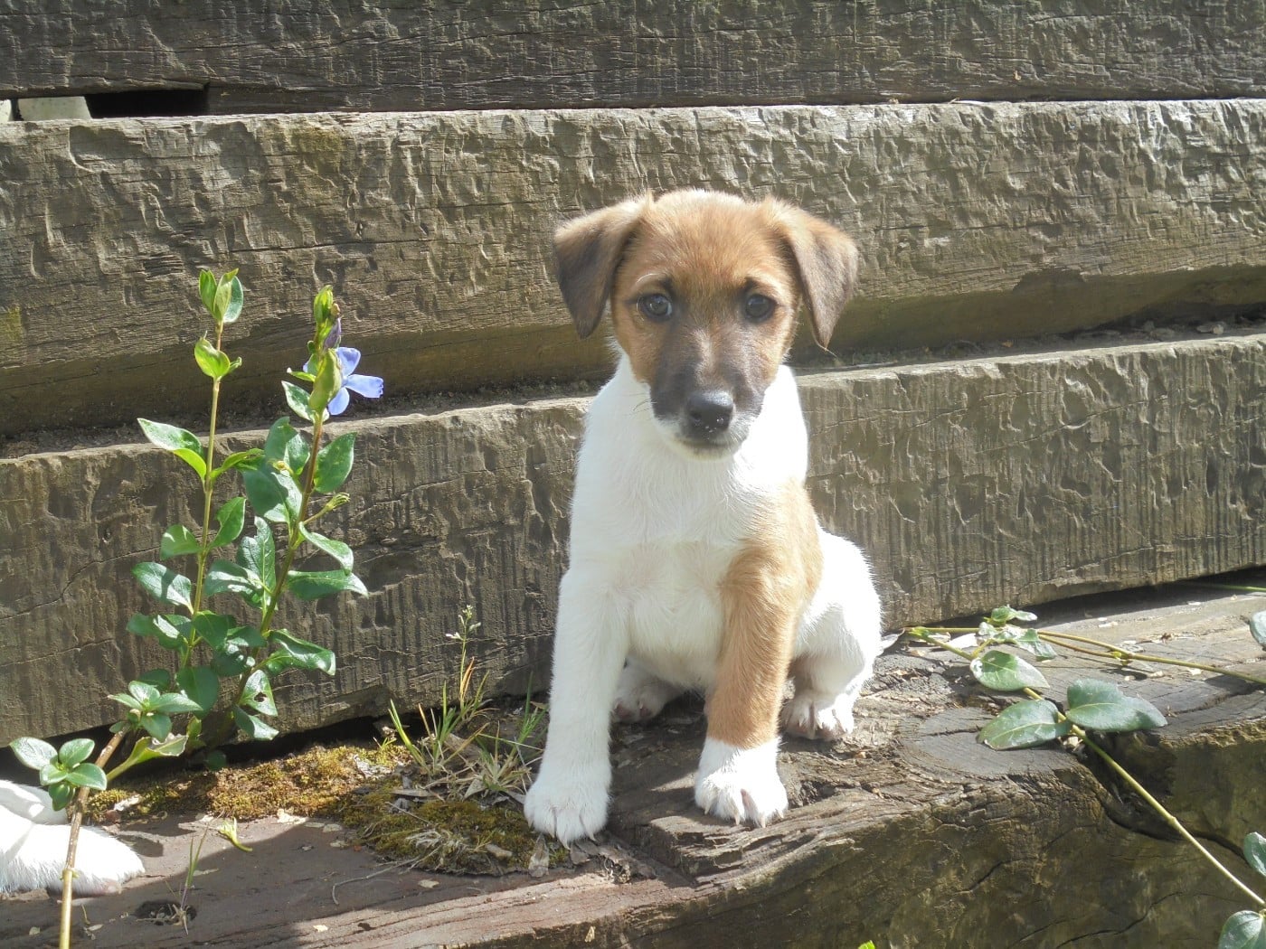 CHIOT 1 - Fox Terrier Poil lisse
