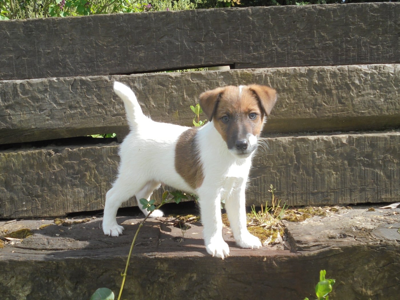 CHIOT 2 - Fox Terrier Poil lisse
