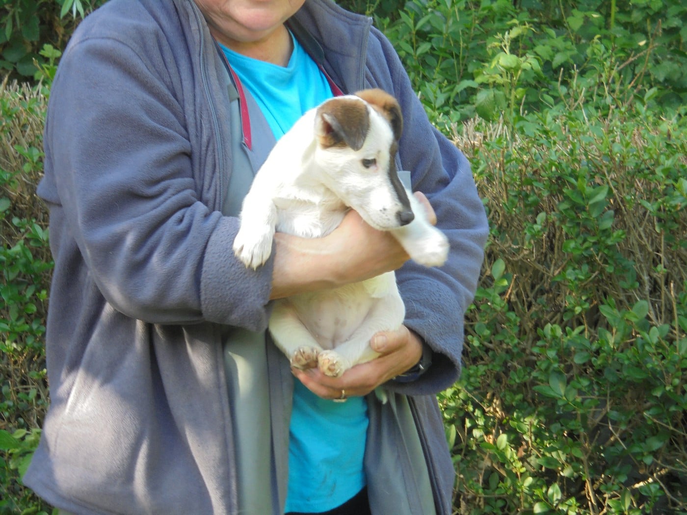 CHIOT 4