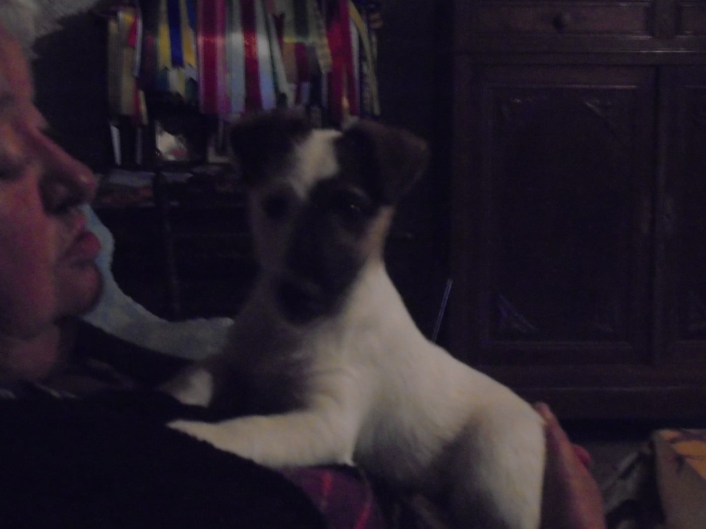 CHIOT 4