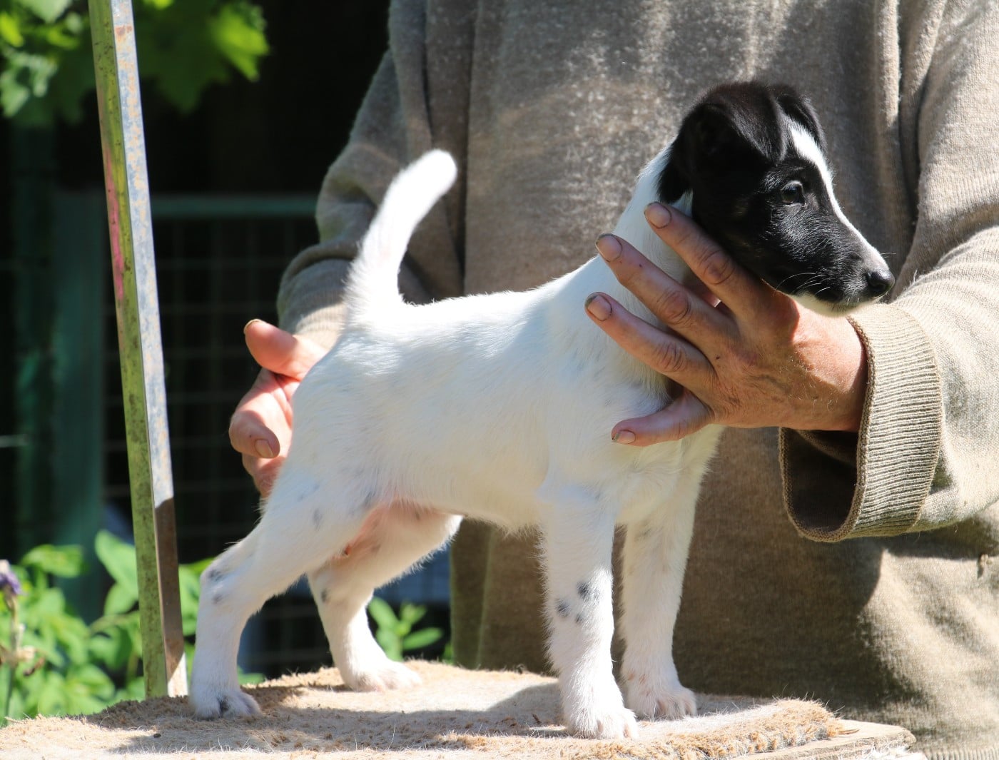 Chiot N°2baccarat - Fox Terrier Poil lisse