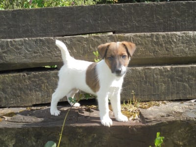 Les chiots de Fox Terrier Poil lisse