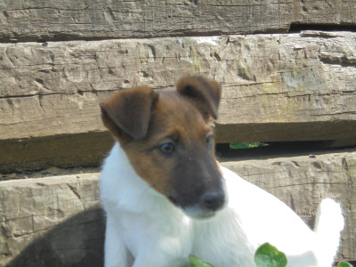 Les chiots de Fox Terrier Poil lisse