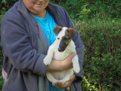 Les chiots de Fox Terrier Poil lisse