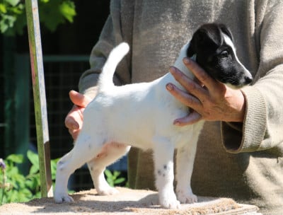 Chiot N°2baccarat - Fox Terrier Poil lisse