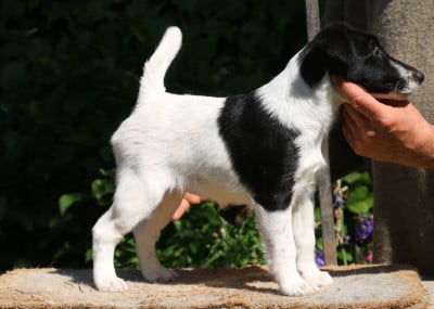 Les chiots de Fox Terrier Poil lisse