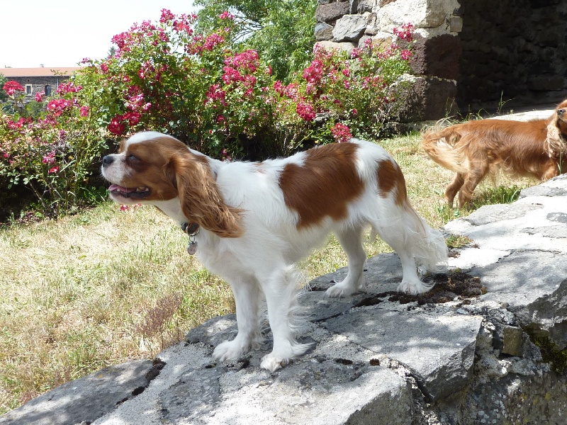 Publication : du clos des bartavelles Auteur : sylvie lemaire