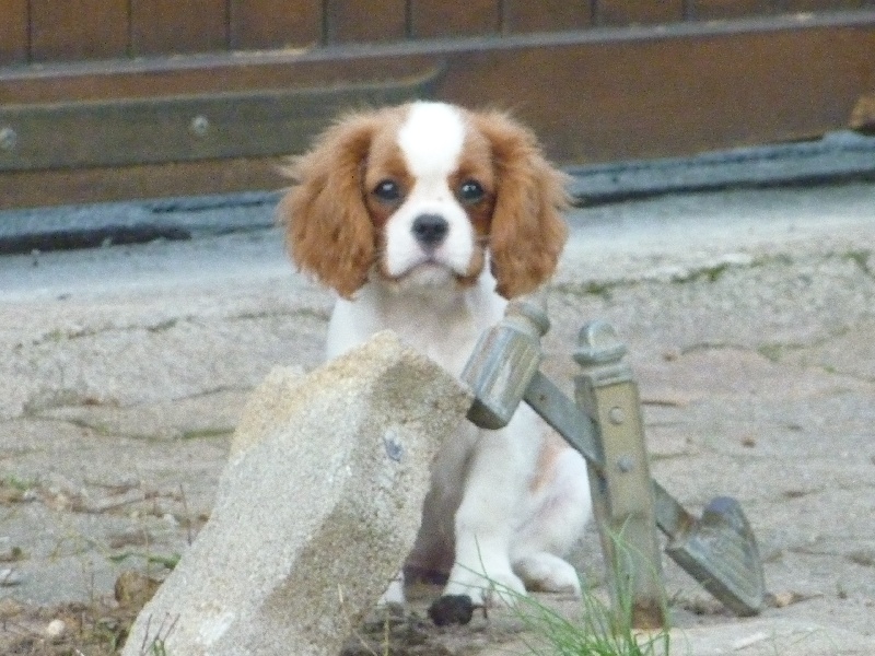 Publication : du clos des bartavelles Auteur : sylvie lemaire