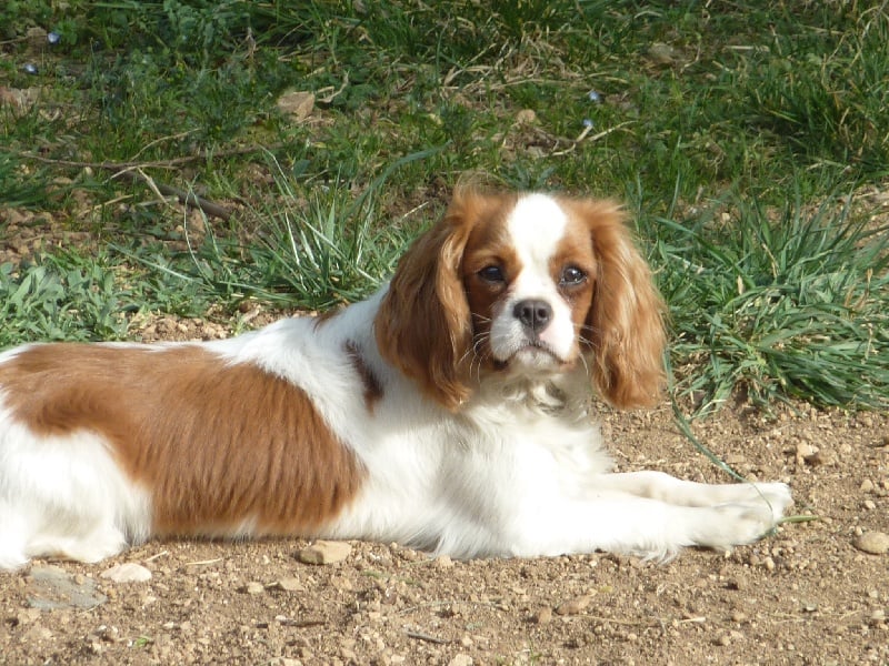 Publication : du clos des bartavelles Auteur : sylvie lemaire