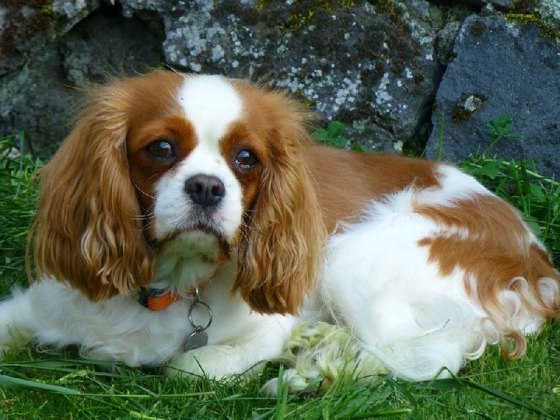 Publication : du clos des bartavelles Auteur : sylvie lemaire