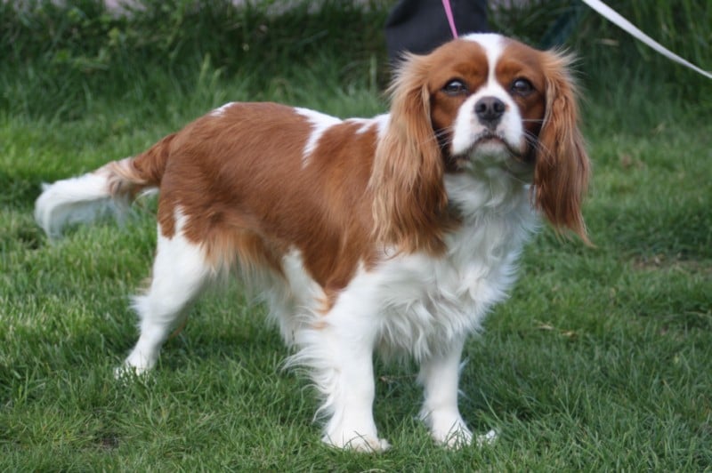 Publication : du clos des bartavelles Auteur : sylvie lemaire