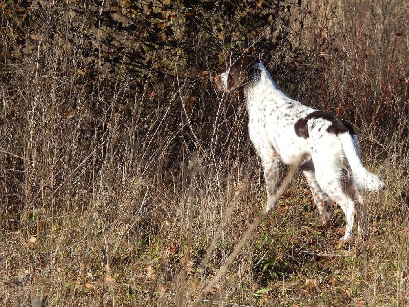 Publication : de la passion du poete Auteur : THOUY Eric