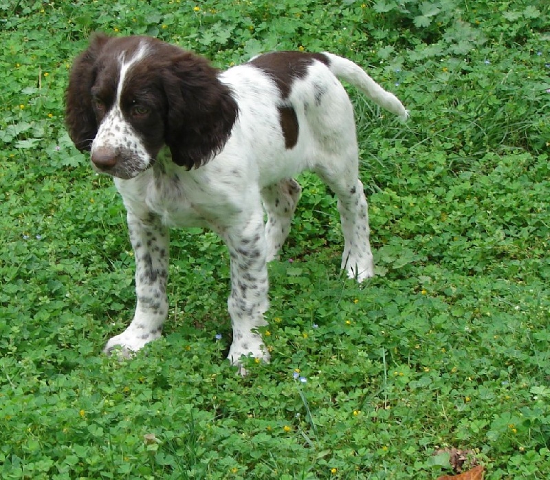 Publication : de la passion du poete Auteur : THOUY Eric