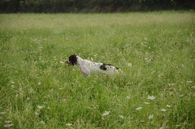 Publication : de la passion du poete Auteur : THOUY Eric