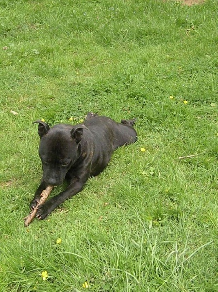 Publication : of Celtic Oak Auteur : chris