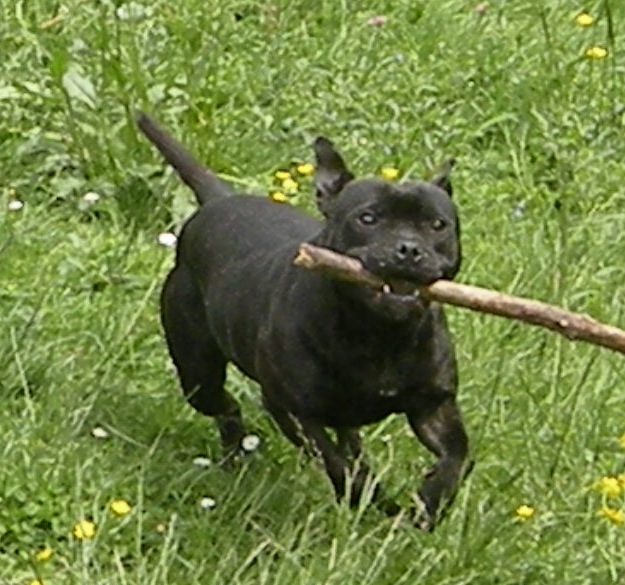 Publication : of Celtic Oak Auteur : chris