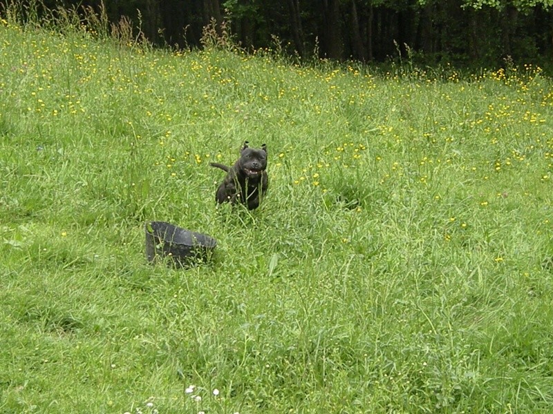 Publication : of Celtic Oak Auteur : chris