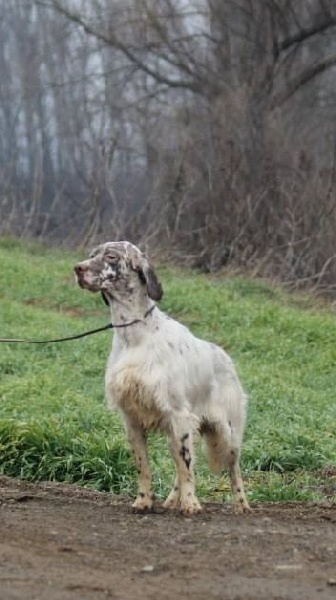 CH. Jeff del damaril - 1Er EXC CAC