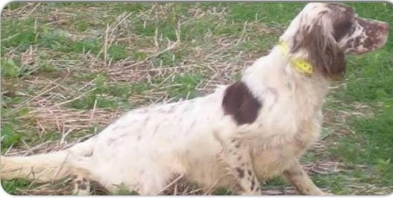 CH. Jeff del damaril - 1ER EXCELLENT C.A.C