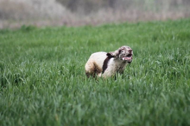 CH. Jeff del damaril - ECC. CACT / R. CACIT