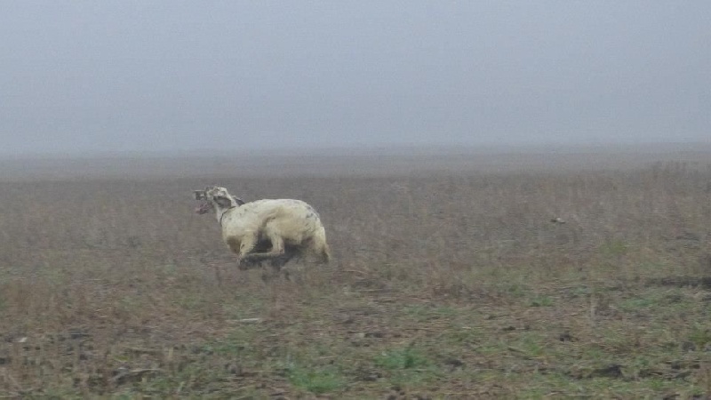 CH. Jeff del damaril - TB