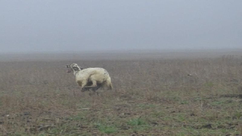 CH. Jeff del damaril - 1er EXC CACT