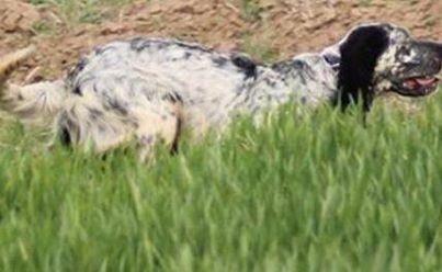 Ivresse de Macinajolo - 1ER T.B