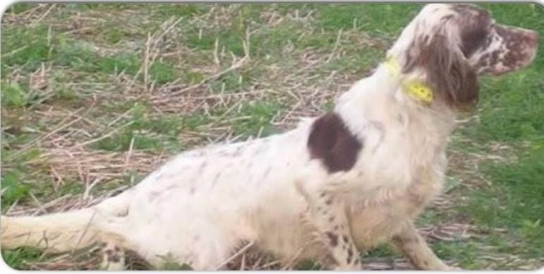 CH. Jeff del damaril - 4EME T.B