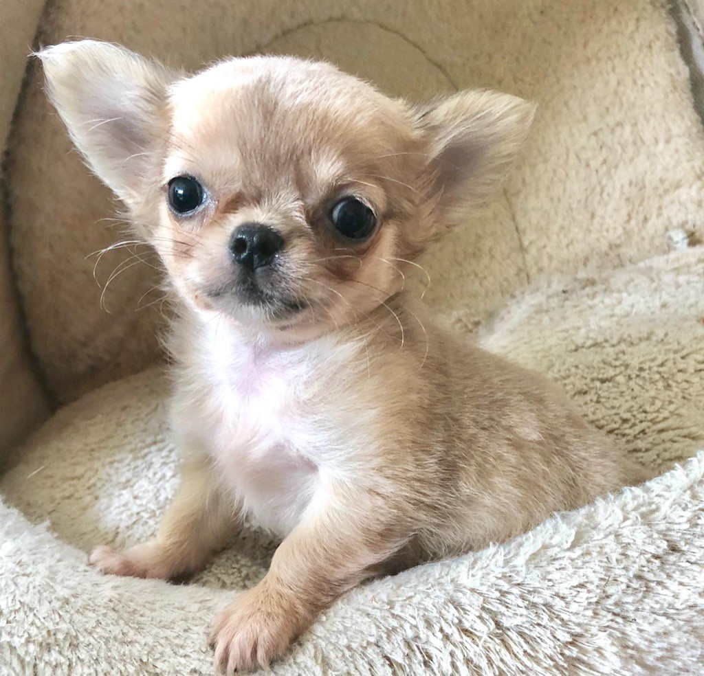 CHIOT - Chihuahua