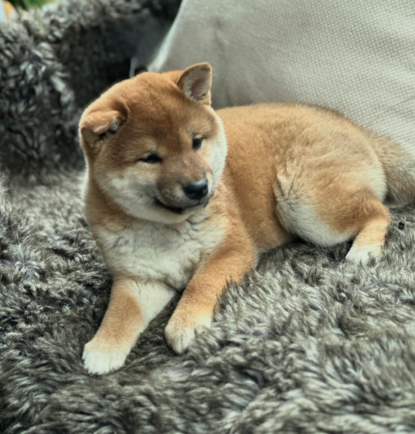 CHIOT 1 - Shiba