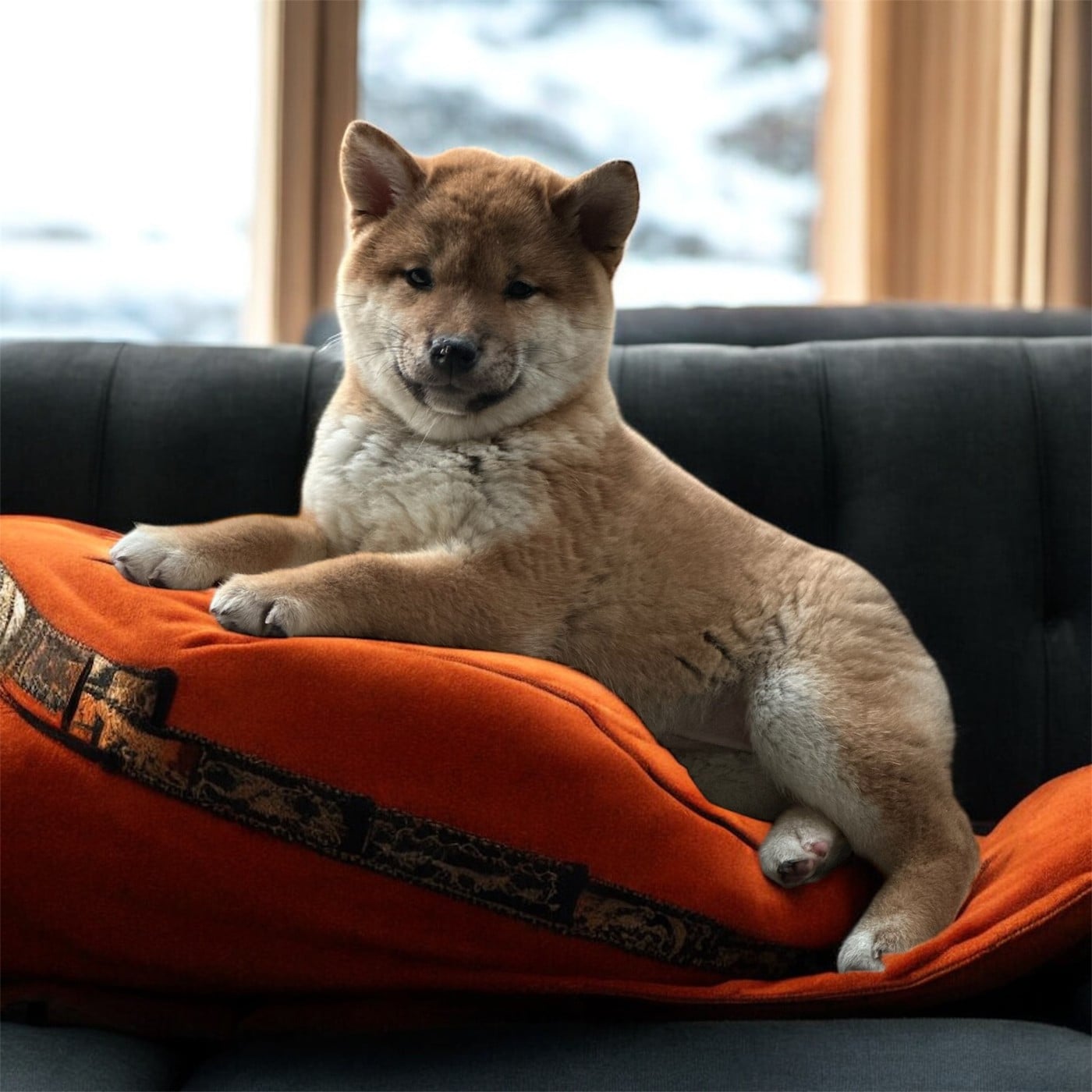 Shiba - Des lianes de mysore