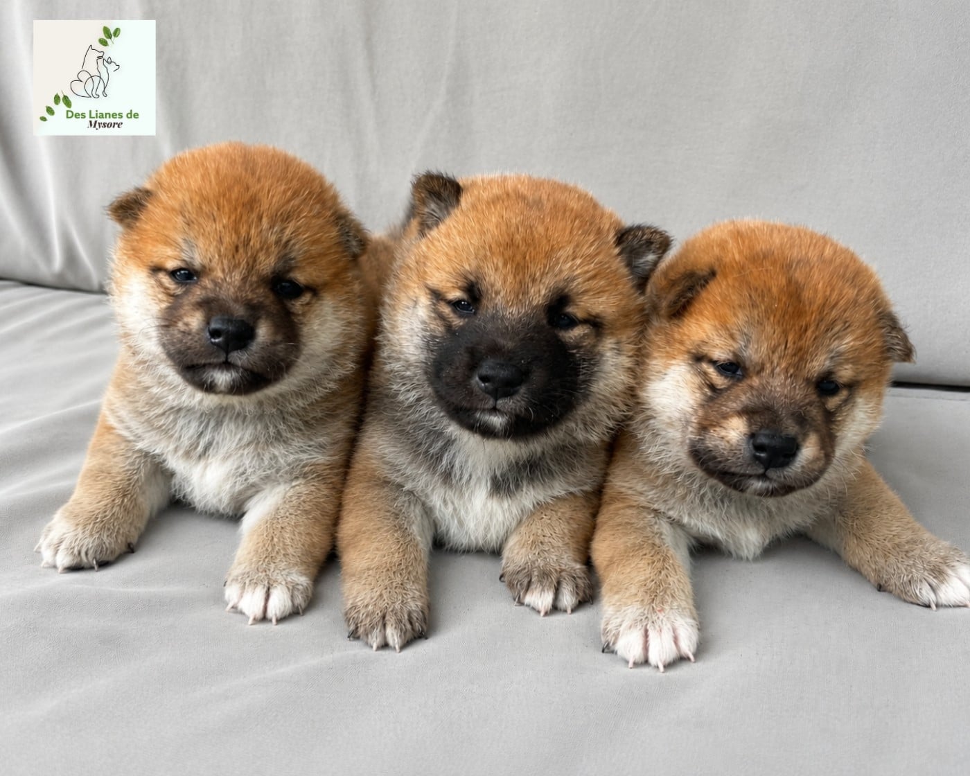 Shiba - Des lianes de mysore