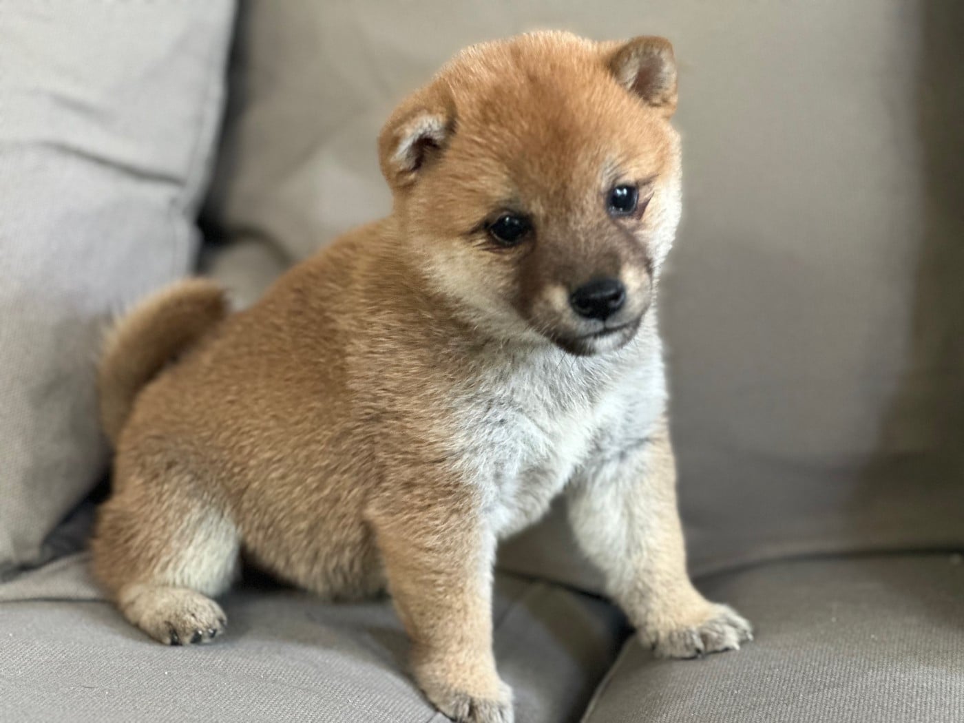 Chiot N°2