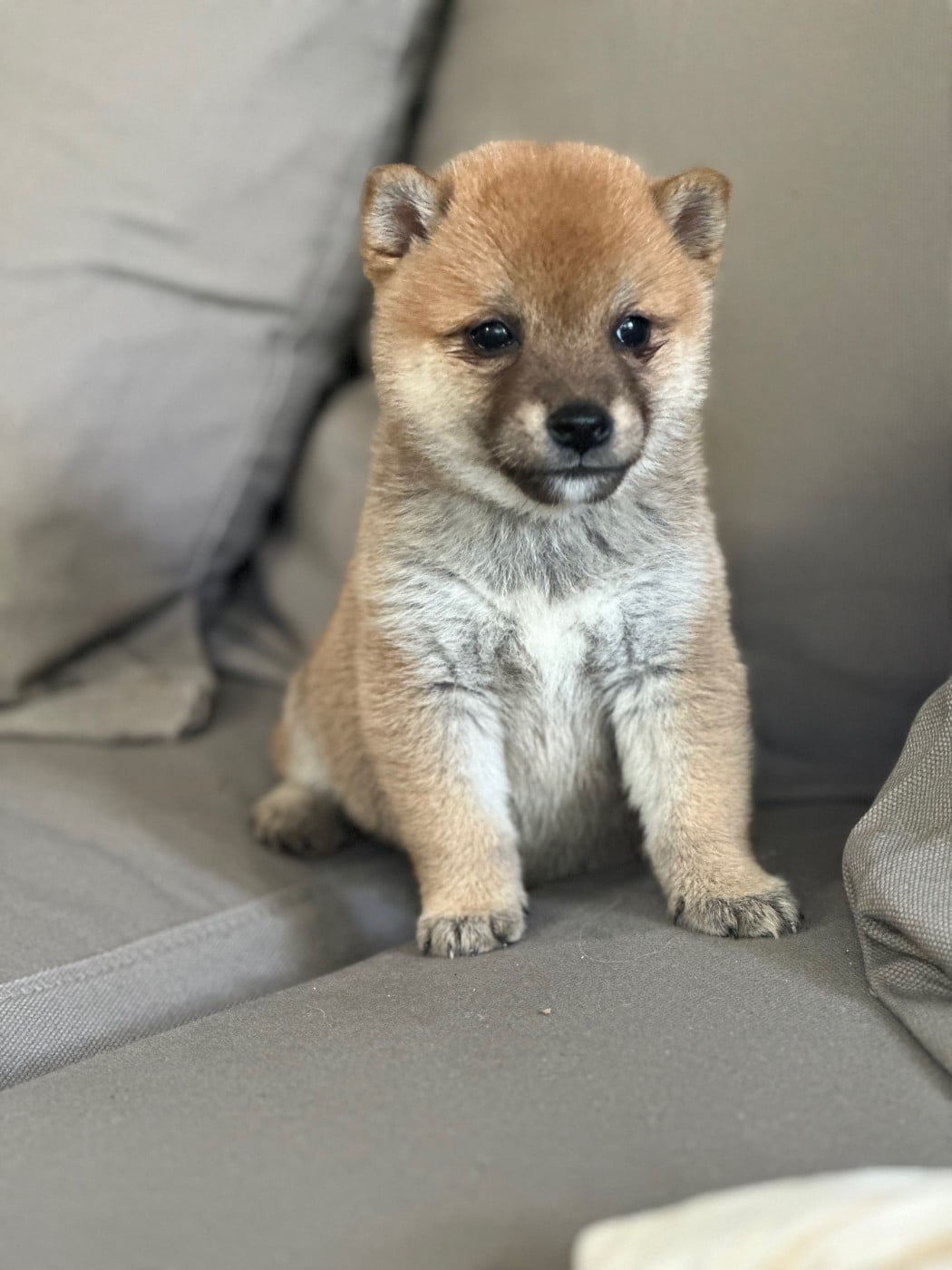 Chiot N°2