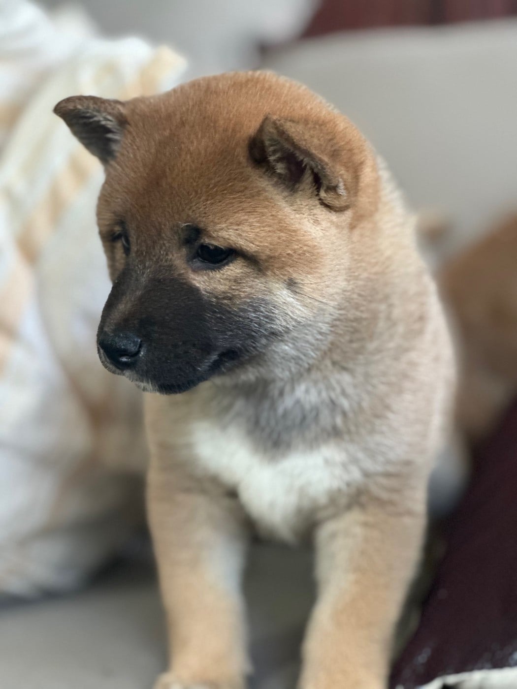 Chiot N°1