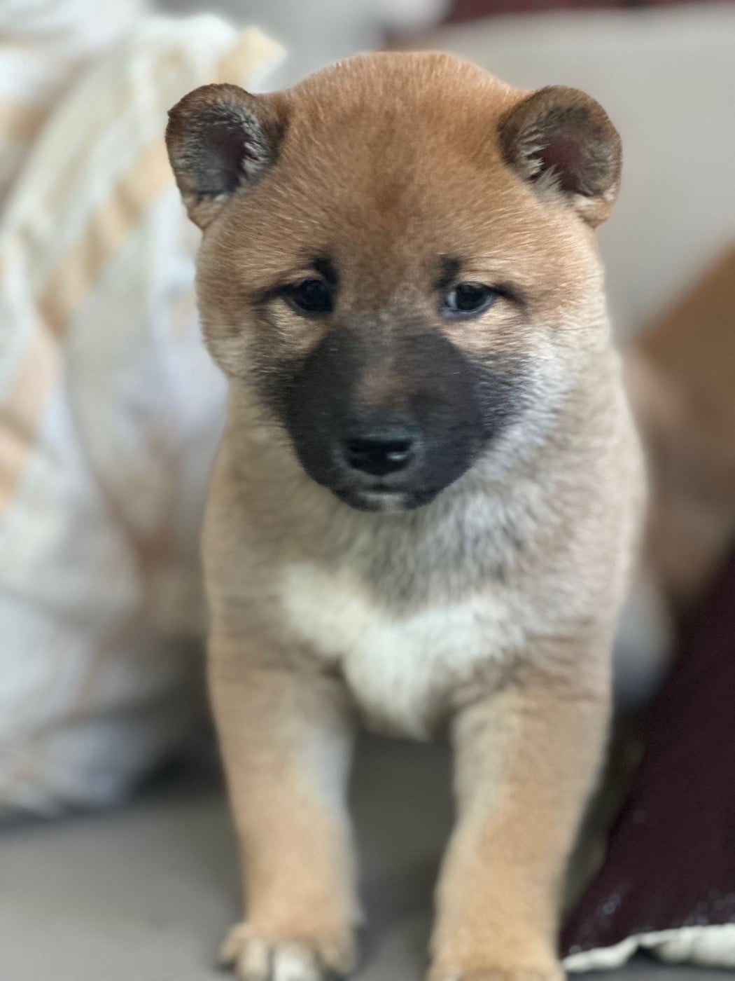 Chiot N°1