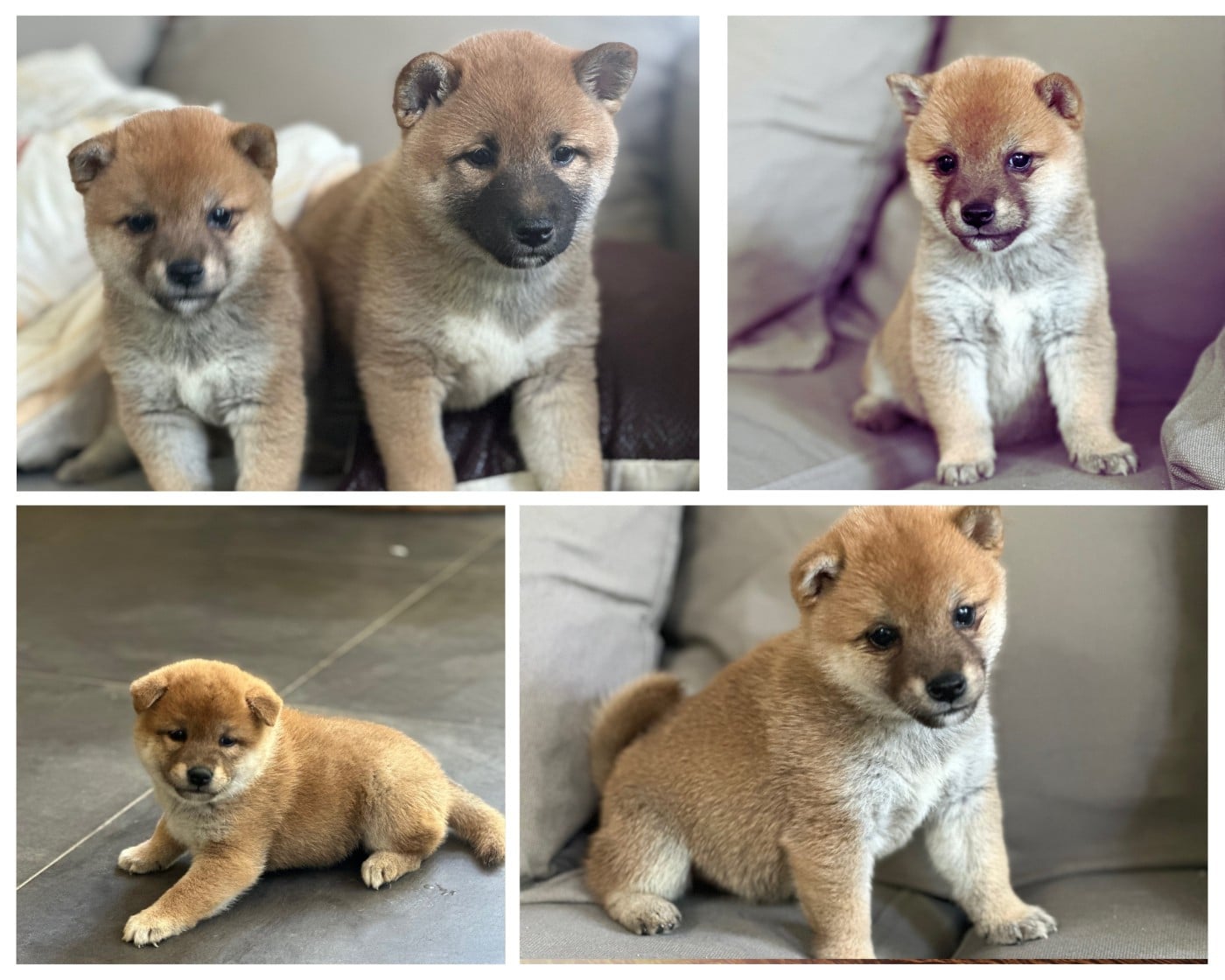 Shiba - Des lianes de mysore