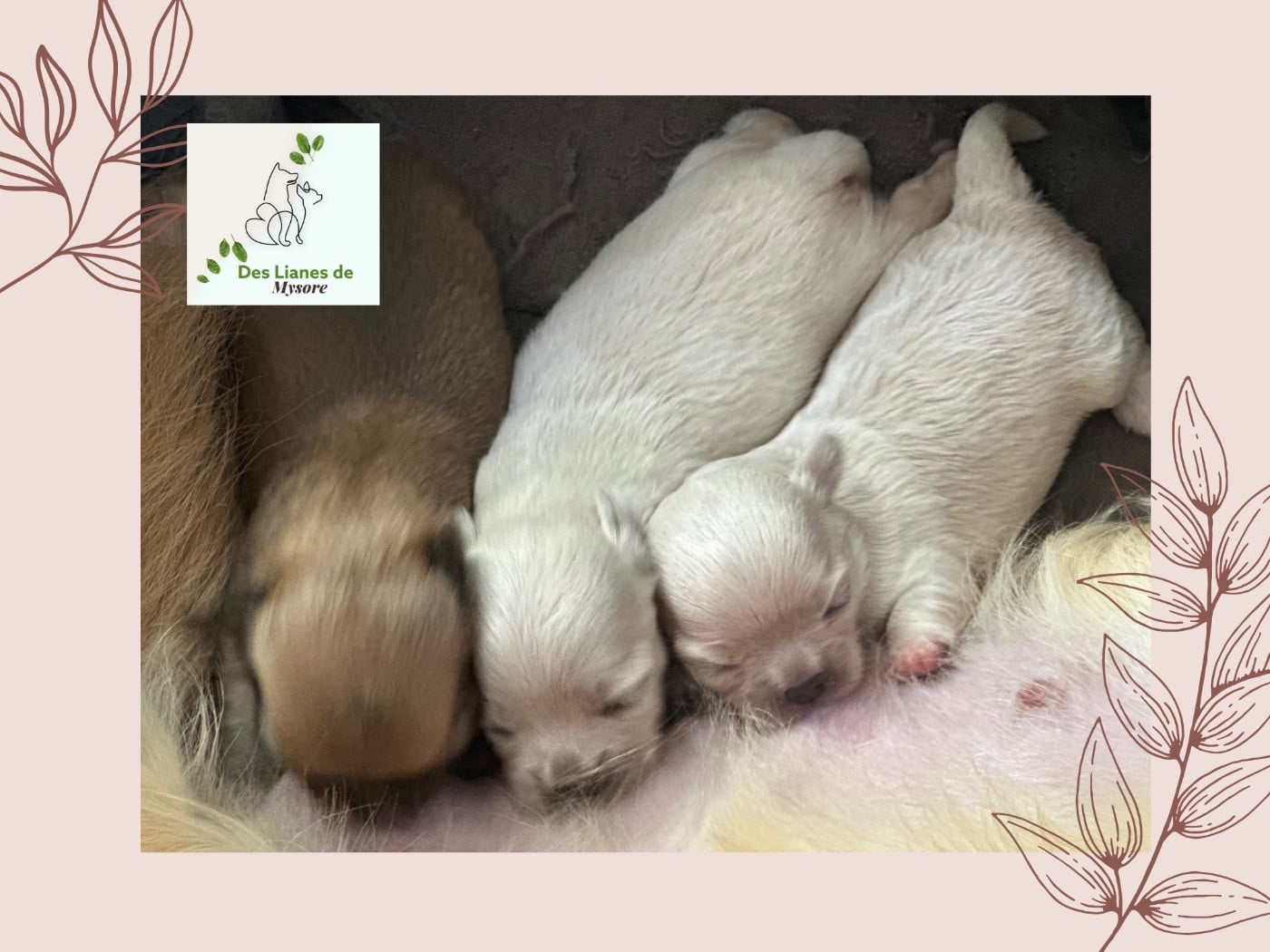 Chihuahua - Des lianes de mysore