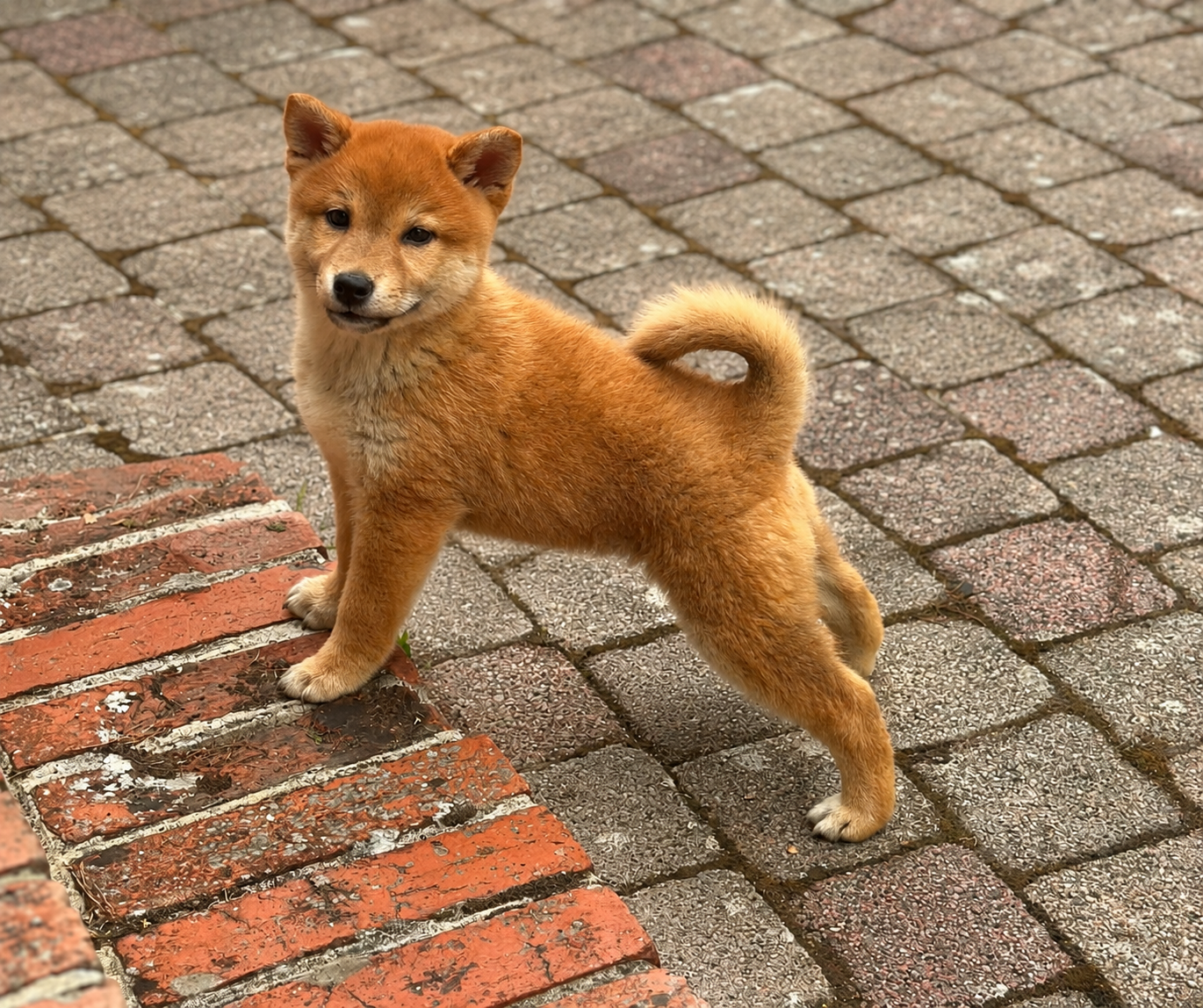 Shiba - Des lianes de mysore