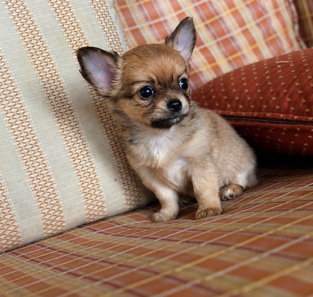 Chihuahua - Des lianes de mysore