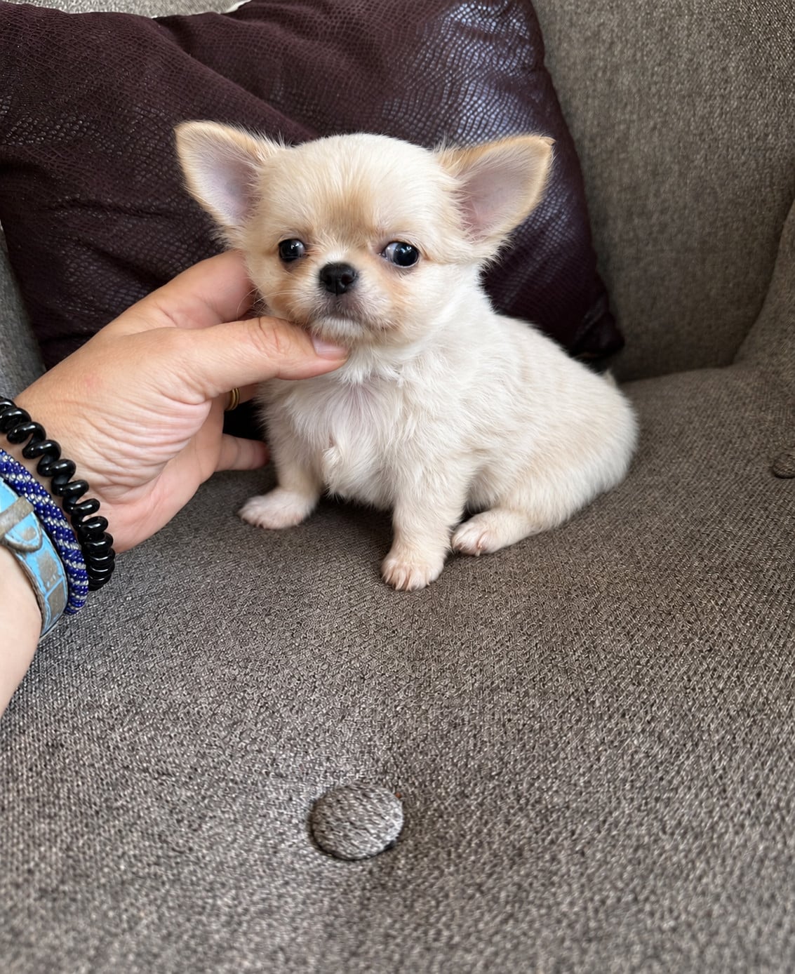 Chihuahua - Des lianes de mysore